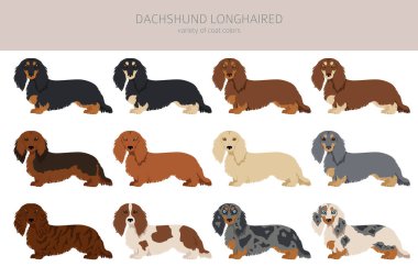 Dachshund long haired clipart. Different poses, coat colors set.  Vector illustration clipart
