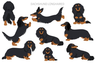 Dachshund uzun saçlı klipsli. Farklı pozlar, farklı renkler. Vektör illüstrasyonu