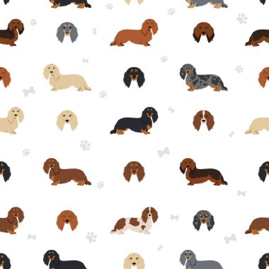 Dachshund uzun tüysüz desen. Farklı pozlar, farklı renkler. Vektör illüstrasyonu