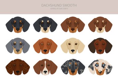 Dachshund kısa saçlı klipsi. Farklı pozlar, farklı renkler. Vektör illüstrasyonu