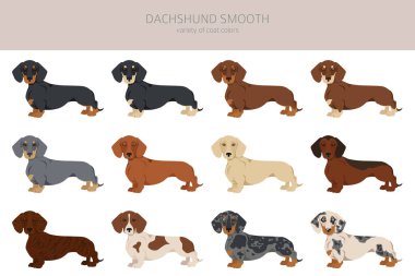 Dachshund kısa saçlı klipsi. Farklı pozlar, farklı renkler. Vektör illüstrasyonu