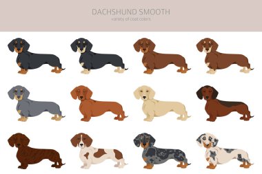 Dachshund short haired clipart. Different poses, coat colors set.  Vector illustration clipart