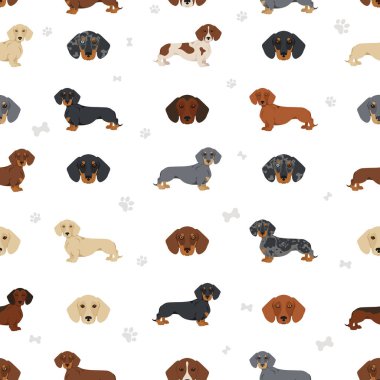Dachshund kısa saçlı, pürüzsüz. Farklı pozlar, farklı renkler. Vektör illüstrasyonu