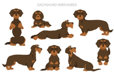 Dachshund tel tüylü klipsli. Farklı pozlar, farklı renkler. Vektör illüstrasyonu