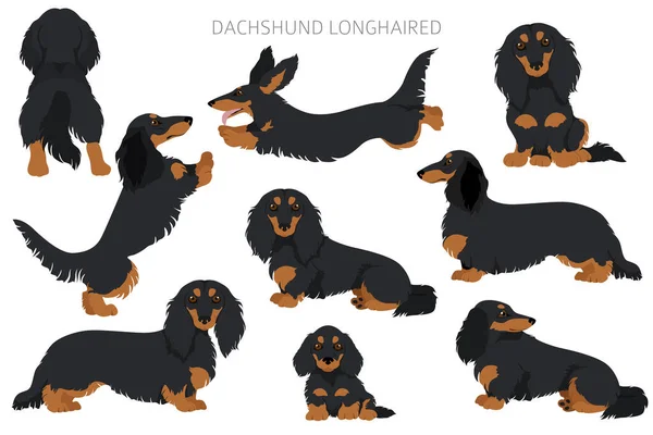 Dachshund Lange Haren Clipart Verschillende Houdingen Jas Kleuren Set Vectorillustratie — Stockvector