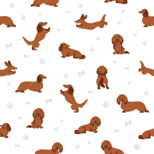 Dachshund Patrón Pelo Largo Sin Costuras Distintas Poses Colores Del — Vector de stock