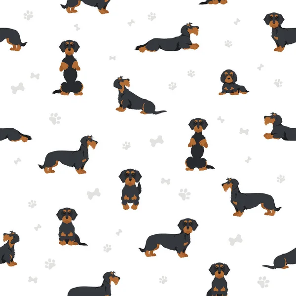 Dachshund Draad Harig Clipart Verschillende Houdingen Jas Kleuren Set Vectorillustratie — Stockvector