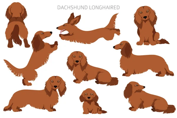 Dachshund Lange Haren Clipart Verschillende Houdingen Jas Kleuren Set Vectorillustratie — Stockvector