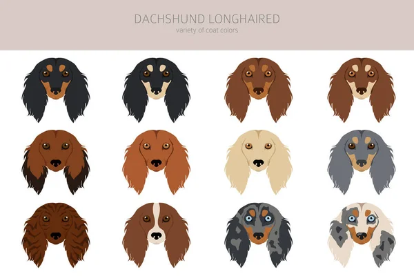 Dachshund Lange Haren Clipart Verschillende Houdingen Jas Kleuren Set Vectorillustratie — Stockvector