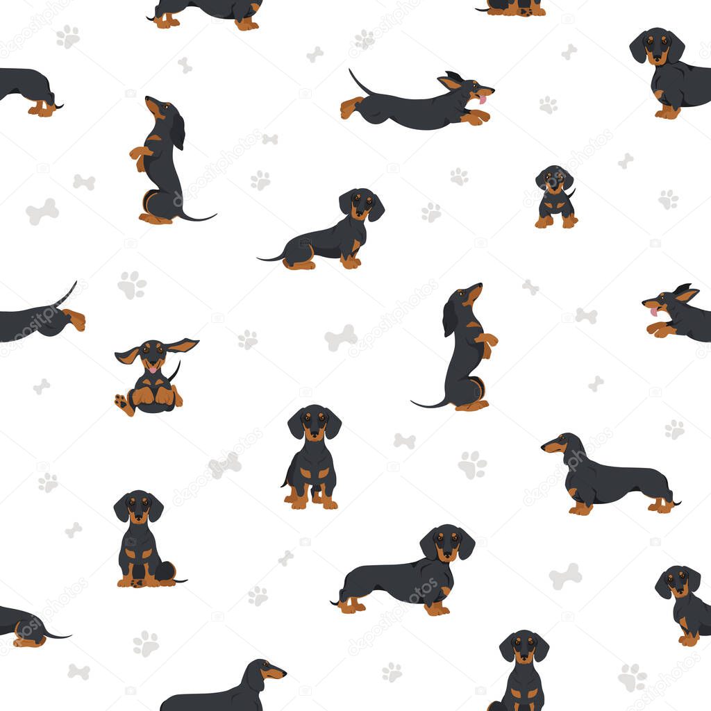 Dachshund short haired seamless. Different poses, coat colors set.  Vector illustration