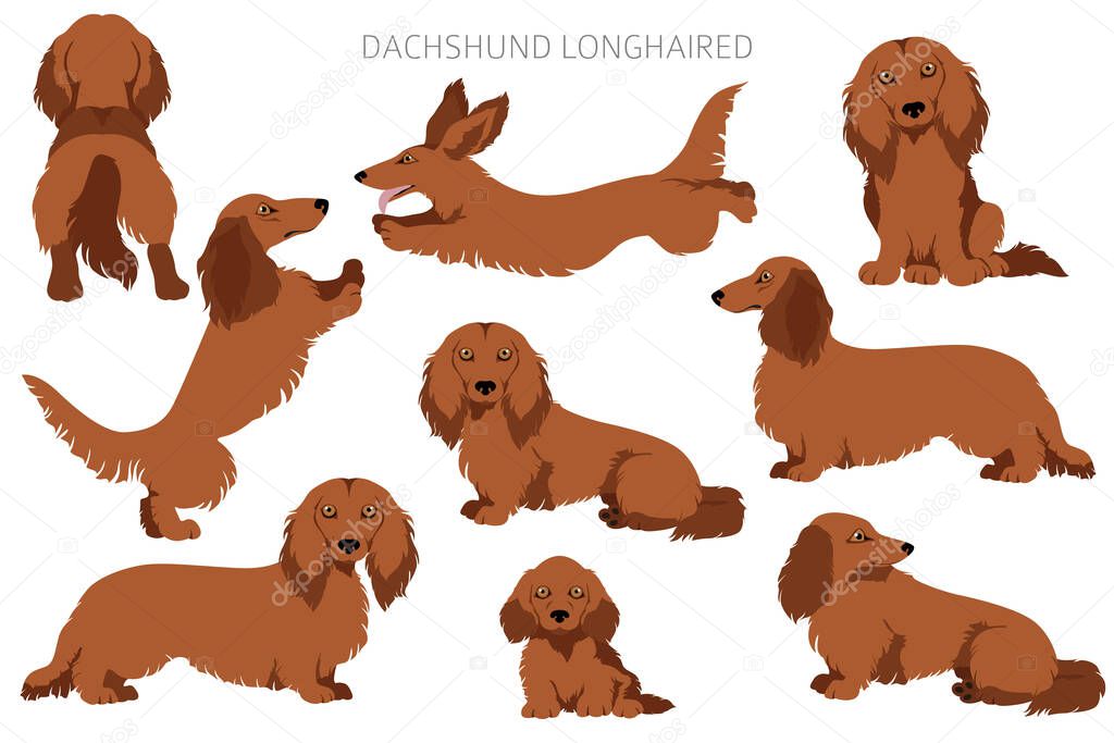 Dachshund long haired clipart. Different poses, coat colors set.  Vector illustration