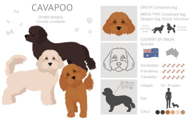 Cavapoo karışık cins clipart. Farklı pozlar, farklı renkler. Vektör illüstrasyonu