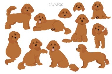 Cavapoo karışık cins clipart. Farklı pozlar, farklı renkler. Vektör illüstrasyonu