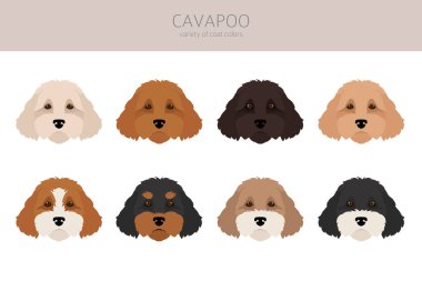 Cavapoo karışık cins clipart. Farklı pozlar, farklı renkler. Vektör illüstrasyonu