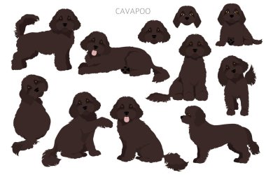 Cavapoo karışık cins clipart. Farklı pozlar, farklı renkler. Vektör illüstrasyonu