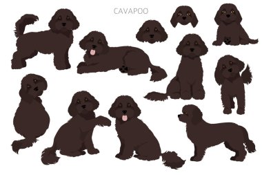Cavapoo mix breed clipart. Different poses, coat colors set.  Vector illustration clipart