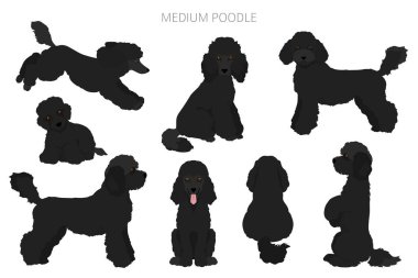 Medium poodle clipart. Different poses, coat colors set.  Vector illustration clipart