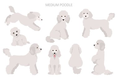 Orta boy kaniş klipsi. Farklı pozlar, farklı renkler. Vektör illüstrasyonu