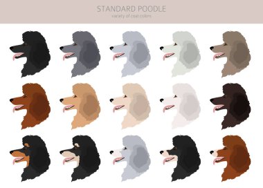 Standart kaniş klipsi. Farklı pozlar, farklı renkler. Vektör illüstrasyonu