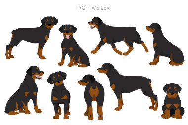 Rottweiler tırpanı. Farklı pozlar, farklı renkler. Vektör illüstrasyonu