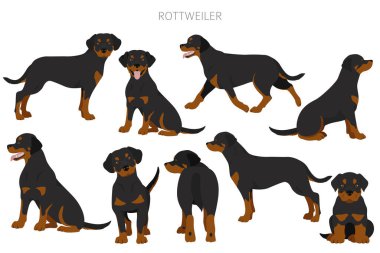 Rottweiler tırpanı. Farklı pozlar, farklı renkler. Vektör illüstrasyonu