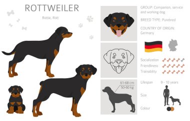 Rottweiler tırpanı. Farklı pozlar, farklı renkler. Vektör illüstrasyonu