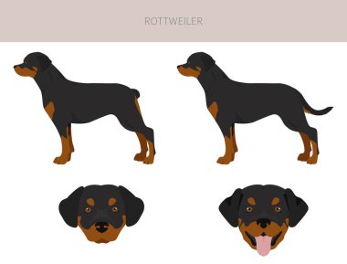 Rottweiler tırpanı. Farklı pozlar, farklı renkler. Vektör illüstrasyonu