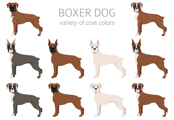 Boxer Dog Clipart Olika Poser Olika Pälsfärger Vektorillustration — Stock vektor
