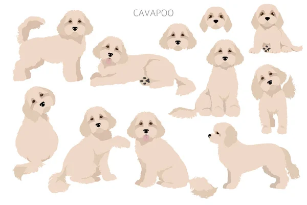 Cavapoo Mix Breed Clipart Different Poses Coat Colors Set Vector — Stockový vektor