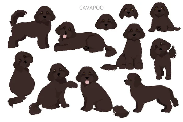 Cavapoo Mix Rasse Clipart Verschiedene Posen Festgelegte Fellfarben Vektorillustration — Stockvektor