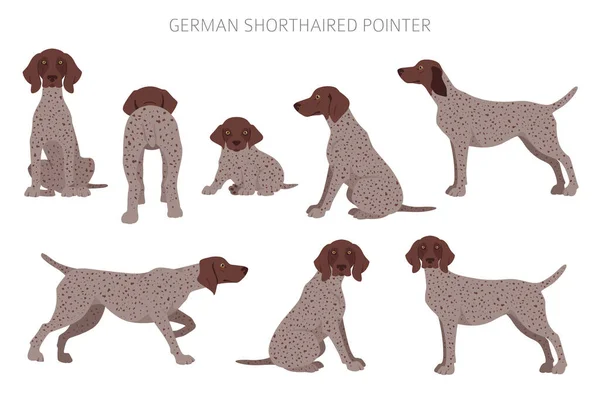 German Shorthaired Pointer Clipart Different Poses Coat Colors Set Vector — Stockový vektor