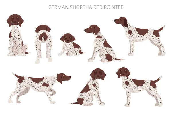 German Shorthaired Pointer Clipart Different Poses Coat Colors Set Vector — Stockový vektor