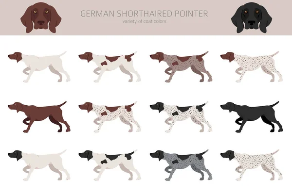 German Shorthaired Pointer Clipart Different Poses Coat Colors Set Vector — Stockový vektor