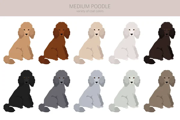 Clipart Caniche Moyen Différentes Poses Couleurs Manteau Réglées Illustration Vectorielle — Image vectorielle