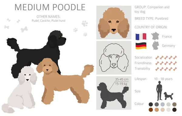 Medium Poodle Clipart Different Poses Coat Colors Set Vector Illustration — Stockvector