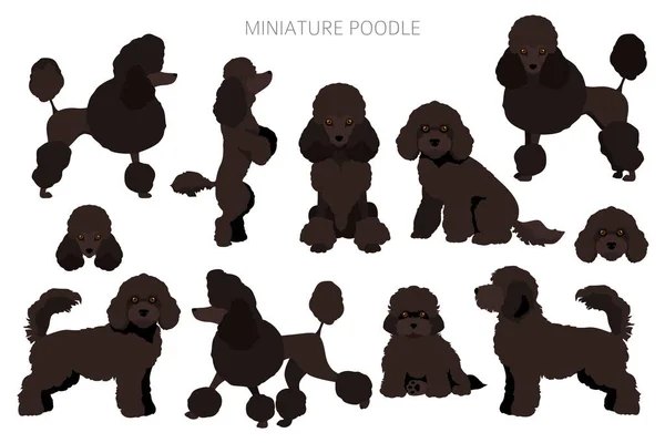 Clipart Caniche Miniatura Distintas Poses Colores Del Abrigo Establecidos Ilustración — Vector de stock