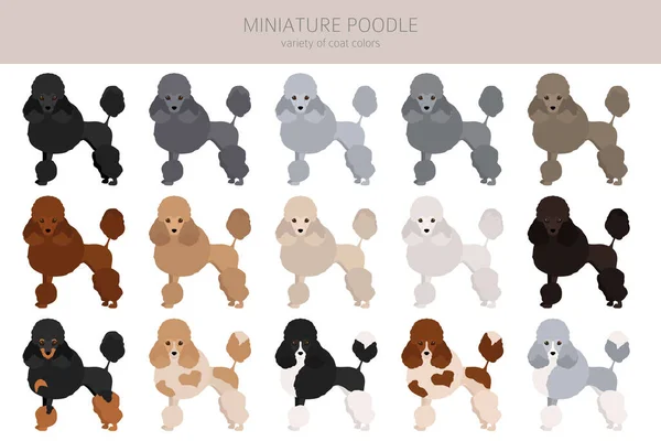 Miniature Poodle Clipart Different Poses Coat Colors Set Vector Illustration — Stockvector