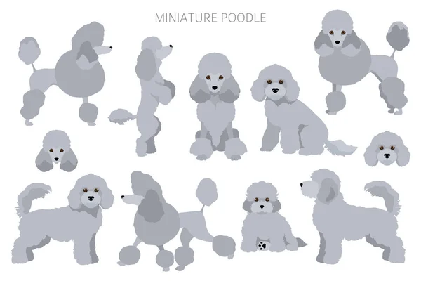 Clipart Caniche Miniature Différentes Poses Couleurs Manteau Réglées Illustration Vectorielle — Image vectorielle