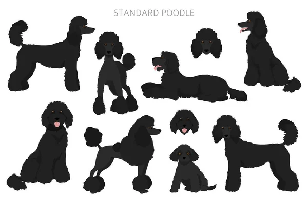 Standard Poodle Clipart Different Poses Coat Colors Set Vector Illustration — Stock Vector