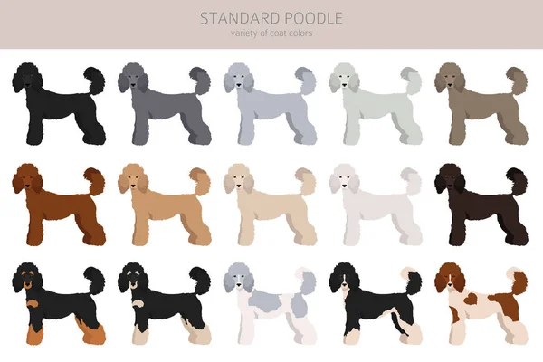 Clipart Poodle Padrão Poses Diferentes Conjunto Cores Casaco Ilustração Vetorial — Vetor de Stock