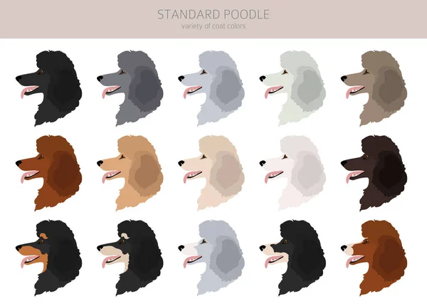 Standard Poodle Clipart Different Poses Coat Colors Set Vector Illustration — Stock Vector