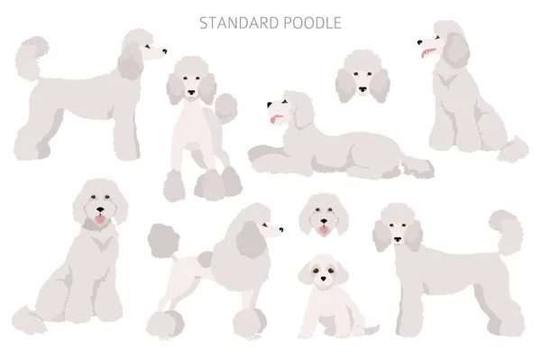 Standard Poodle Clipart Different Poses Coat Colors Set Vector Illustration — Stockvector