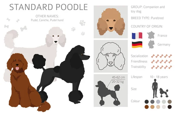 Standard Poodle Clipart Different Poses Coat Colors Set Vector Illustration — Stockvector