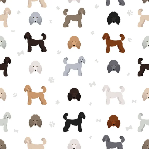 Standard Poodle Seamless Pattern Different Poses Coat Colors Set Vector — Stockvector
