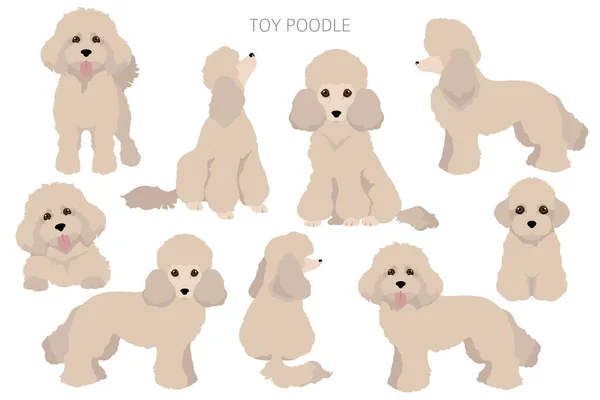 Brinquedo Poodle Clipart Poses Diferentes Conjunto Cores Casaco Ilustração Vetorial — Vetor de Stock