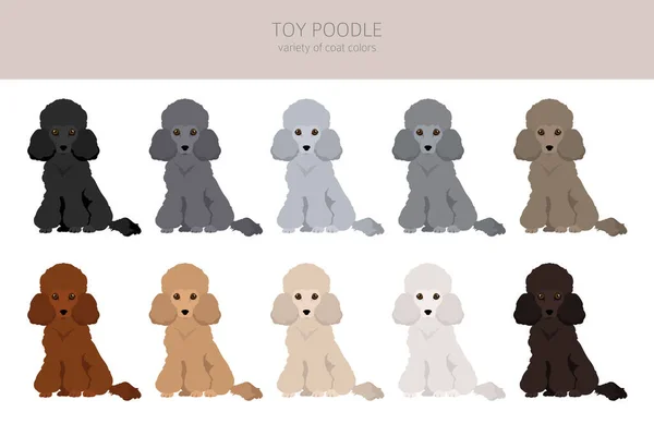 Toy Poodle Clipart Different Poses Coat Colors Set Vector Illustration — Stock Vector