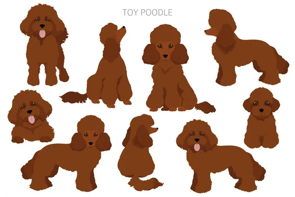 玩具狮子座的一部分 不同的姿势 不同的外套颜色 矢量说明 — 图库矢量图片