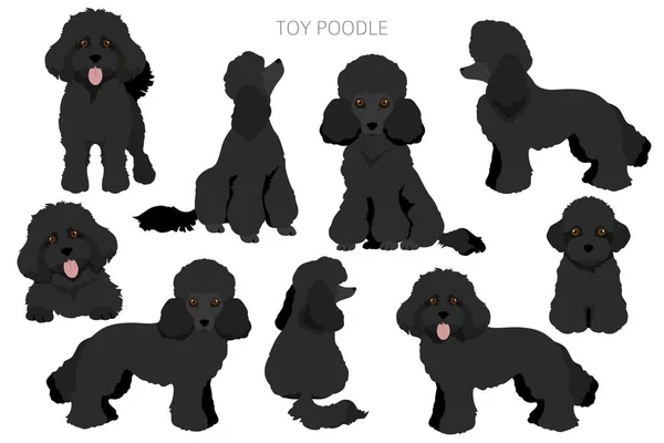 Toy Poodle Clipart Different Poses Coat Colors Set Vector Illustration — Stock Vector