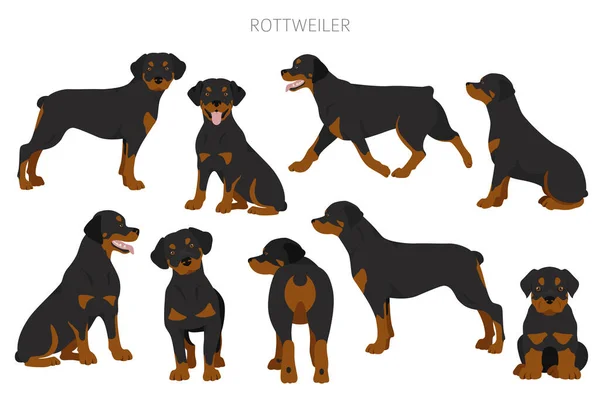 Rottweiler Clipart Olika Poser Olika Pälsfärger Vektorillustration — Stock vektor