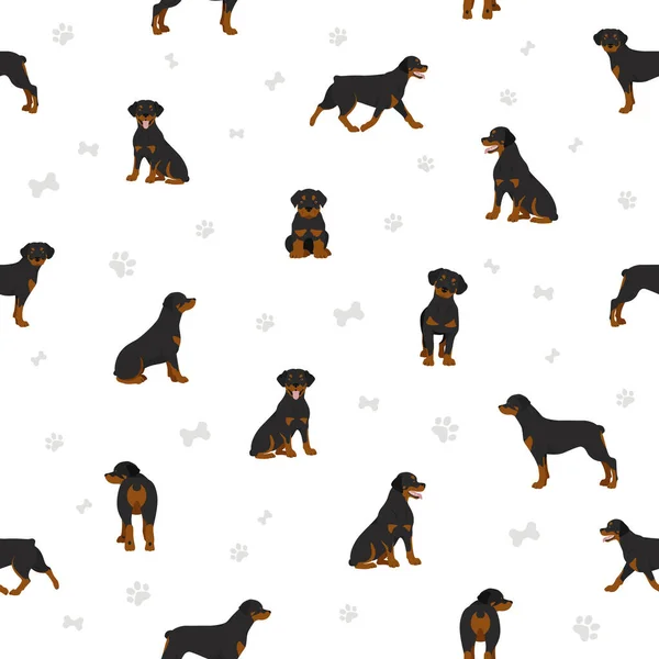 Rottweiler Sömlöst Mönster Olika Poser Olika Pälsfärger Vektorillustration — Stock vektor